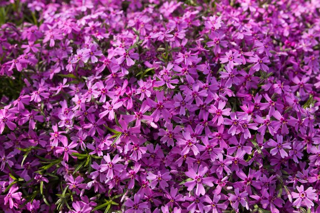 Textura de flores de primavera púrpura