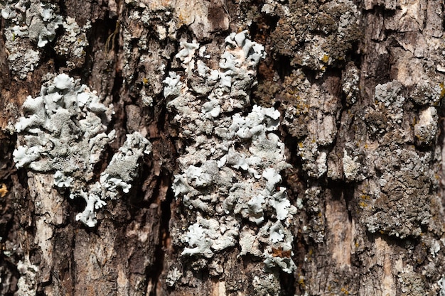 Textura foliose de líquen na árvore. fungo e musgo altamente detalhados na floresta ao ar livre. bizzare botany. macro de molde crescendo na casca de madeira. textura.