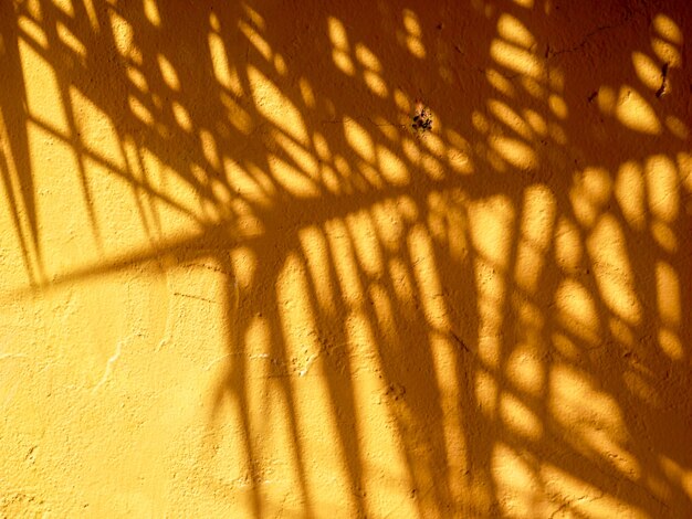 Textura de fondo abstracto de la hoja de sombras en el muro de hormigón amarillo