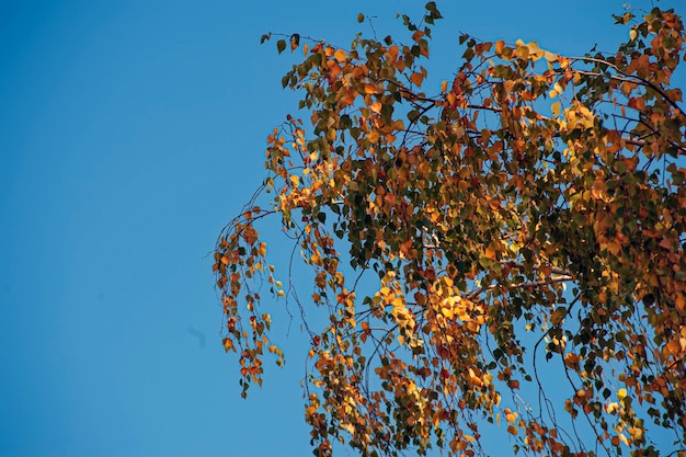 La textura del fondo del amarillo deja otoño. Fondo de hoja