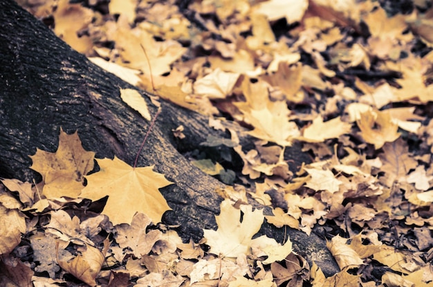 La textura del fondo del amarillo deja otoño. Fondo de hoja