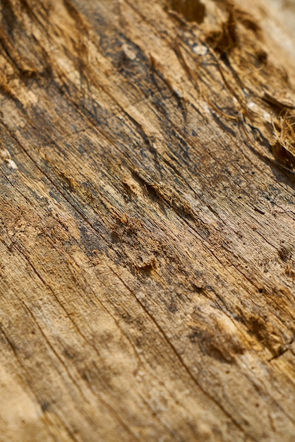 Textura y fondo del árbol