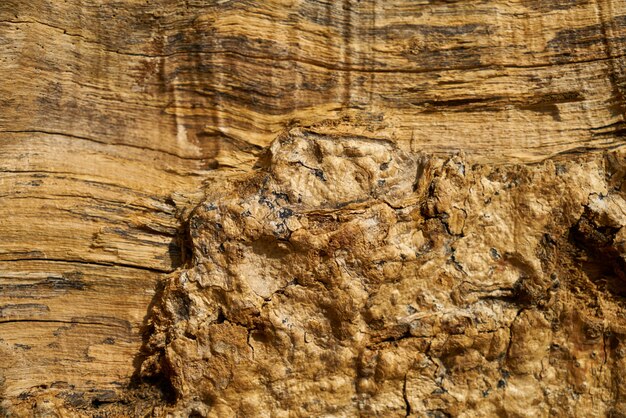 Textura y fondo del árbol