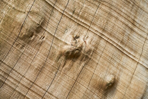 Textura y fondo del árbol