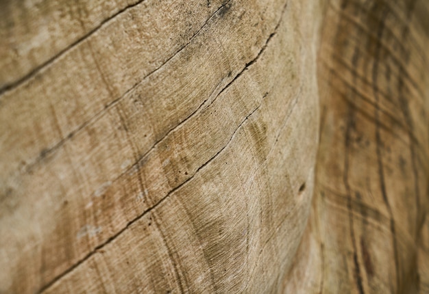 Textura y fondo del árbol