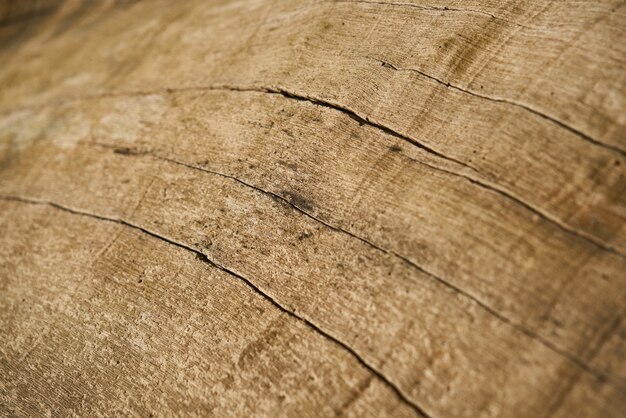 Textura y fondo del árbol