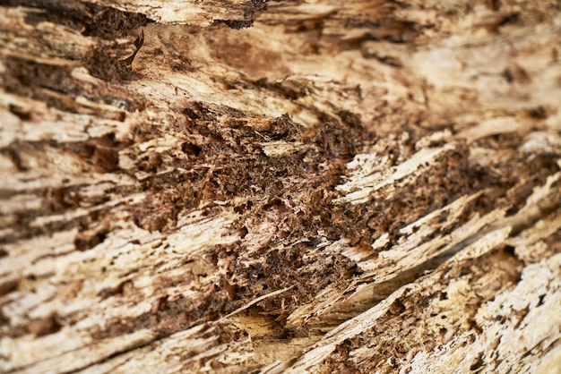 Textura y fondo del árbol