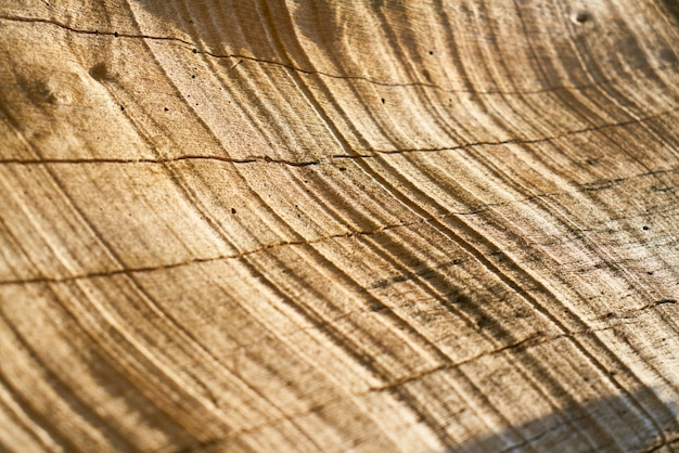 Textura y fondo del árbol