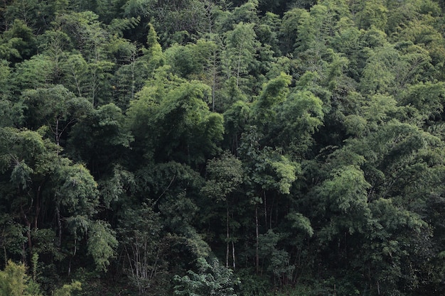 Textura de fondo de bosque verde