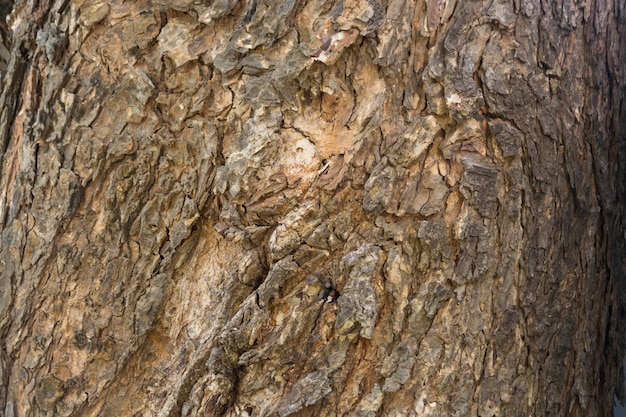 Textura de fondo de corteza de árbol envejecido, patrón de corteza de madera grungy