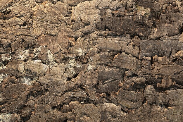 Foto textura de fondo de corteza de árbol marrón oscuro concepto natural closeup