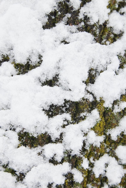 Textura de fondo de corteza de árbol con nieve. Corteza de árbol verde con nieve.