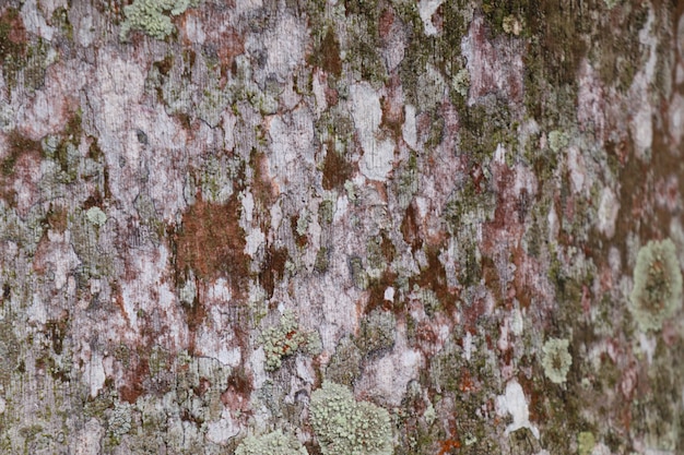 Textura de fondo de corteza de árbol