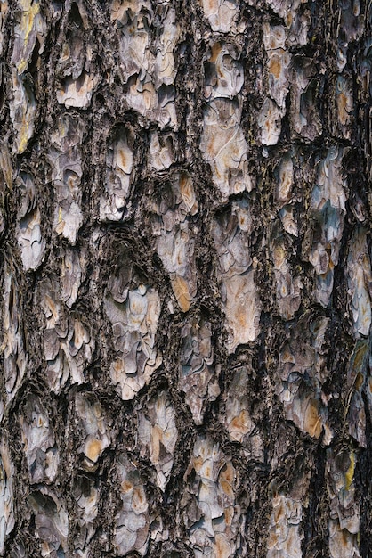 Textura de fondo de corteza de pino corteza de árbol en el bosque