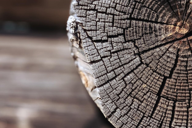 textura de fondo de la corteza de troncos de tablones de madera