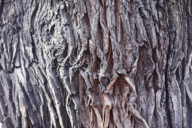 textura de fondo de la corteza de troncos de tablones de madera