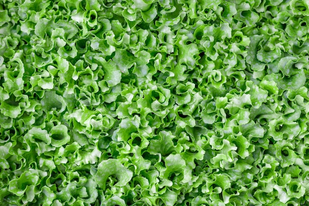 Textura de fondo de ensalada de lechuga fresca y verde