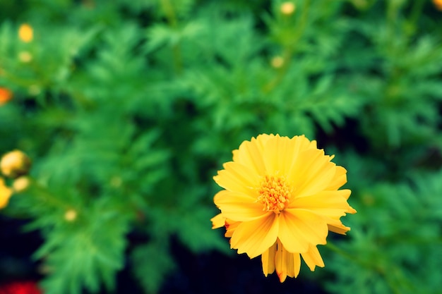 Textura de fondo de flor amarilla, fondo natural
