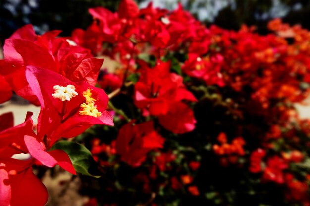 Textura de fondo de flor roja, fondo natural