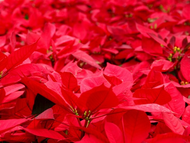 Textura de fondo de flor roja, fondo natural