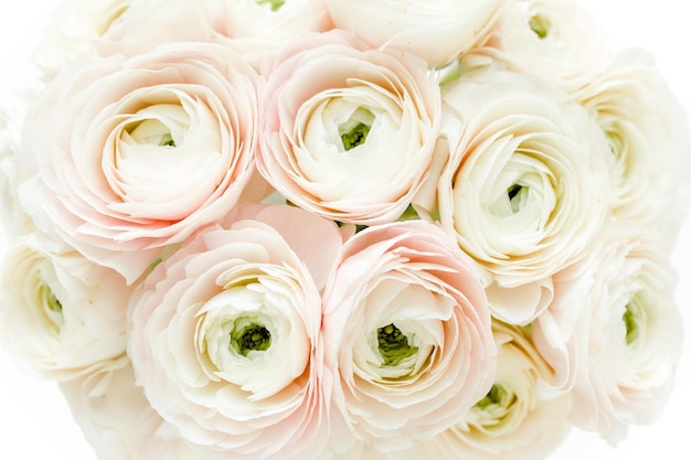 Textura de fondo floral hecha de capullos de ranunculus rosa sobre fondo blanco Lay Flat