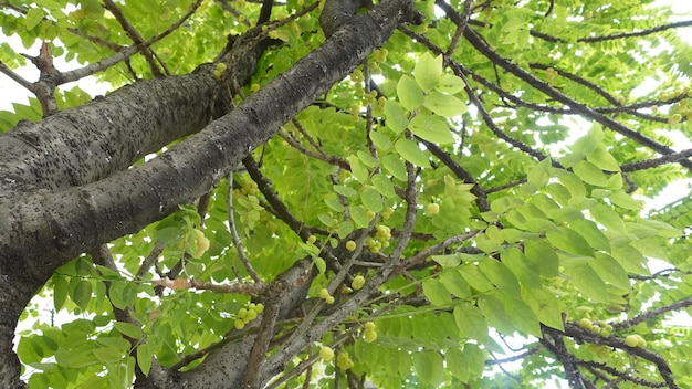 Textura de fondo de fruta de árbol y cereza