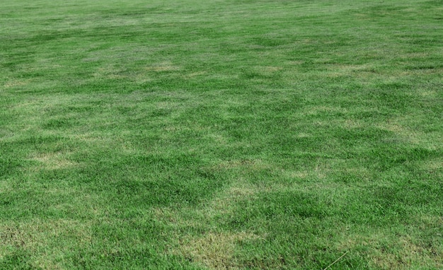 Textura de fondo de hierba verde Elemento de diseño utilizado para hacer el campo de fútbol Fondo de césped de golf y deporte