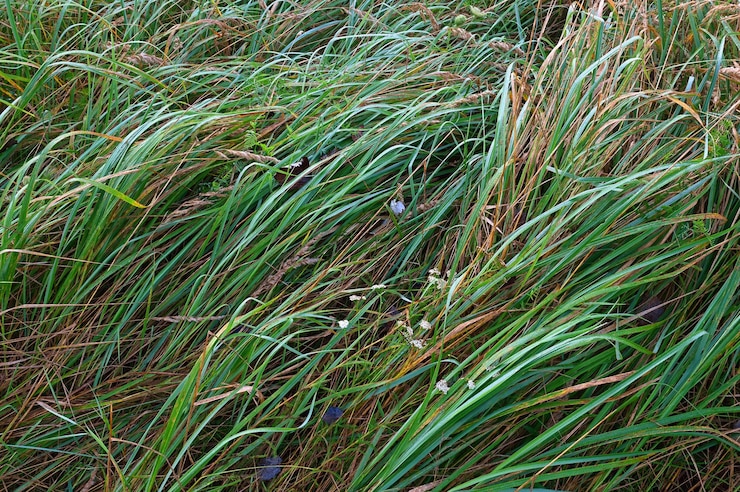 Foto la textura de fondo de la hierba verde larga en el rocío de la mañana