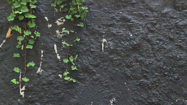 Foto textura de fondo hierba verde reptante en la pared negra plantas ornamentales en la parede