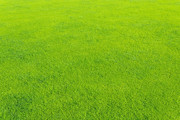 Textura de fondo de hierba verde