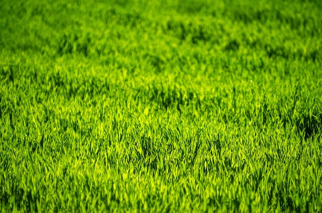 Textura de fondo de hierba verde