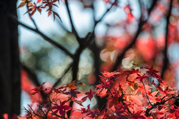 Textura de fondo de la hoja de otoño (Momiji) con la cálida luz del sol en Japón.