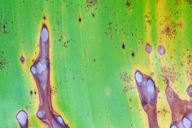 Textura de fondo de hoja de plátano de cerca