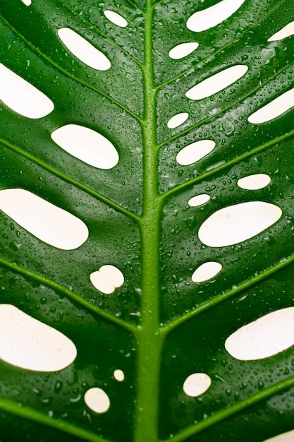 Textura de fondo de hoja tropical monstera sobre un fondo blanco.