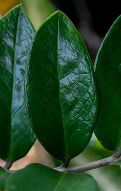 Textura de fondo de una hoja verde natural de hojas