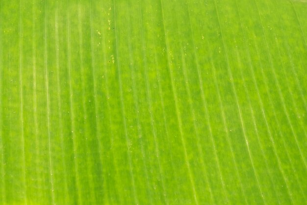 Textura y fondo de hoja verde plátano.