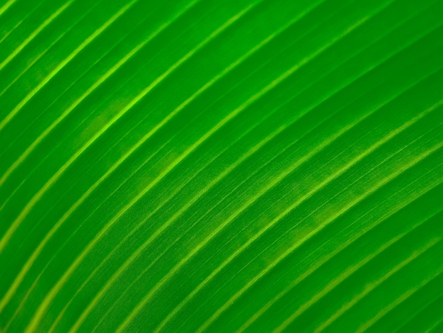 Textura y fondo de la hoja verde del plátano