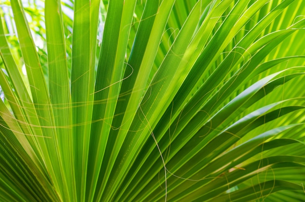 Textura de fondo de hoja verde tropical, foto de cerca