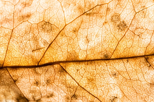 Textura de fondo de la hoja