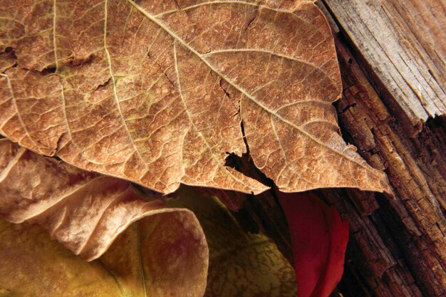 textura de fondo de hoja