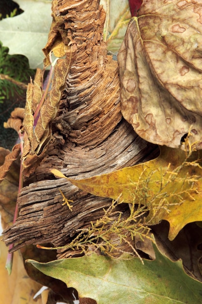 textura de fondo de hoja