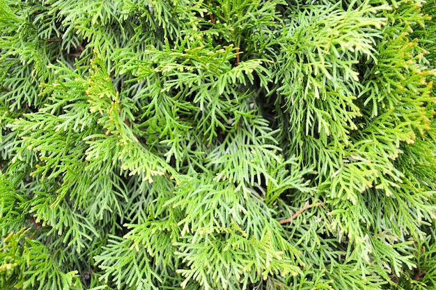 Foto textura de fondo de hojas de árbol de alerce hermoso brillante pequeño verde