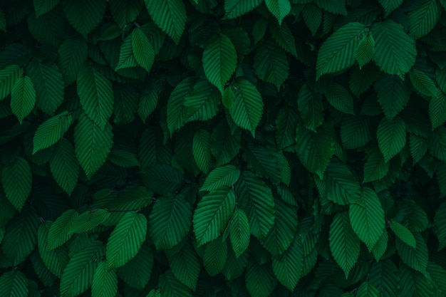 Textura de fondo de hojas naturales frescas verde oscuro