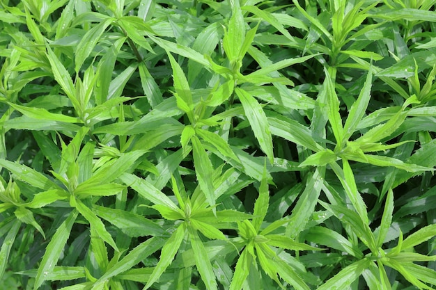 Textura de fondo de hojas de planta verde