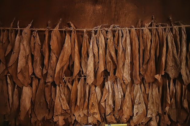 textura de fondo hojas de tabaco secas, hojas amarillas para fumar, producción de puros, fábrica de tabaco