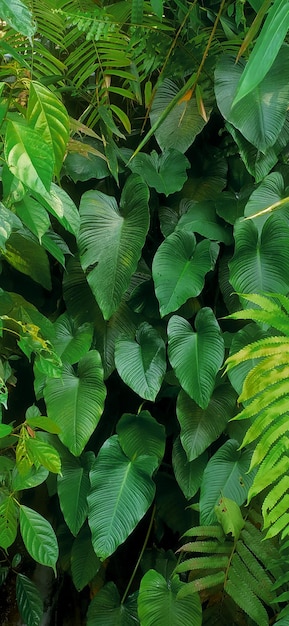 Textura de fondo de hojas de taro verde