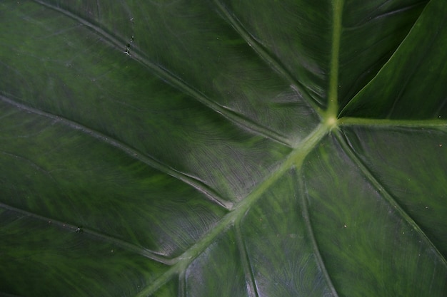 Textura de fondo de hojas de taro verde,