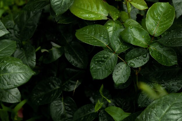 Textura de fondo de hojas verdes con vista superior de rocío de gota de lluvia