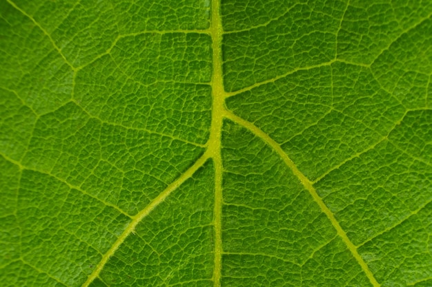 Textura de fondo de macro de hoja de uva verde.