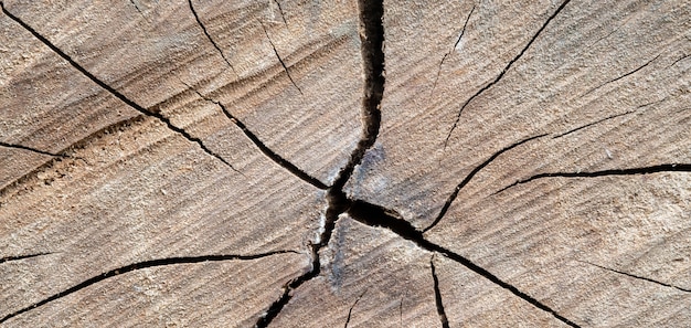 Textura y fondo de madera, espacio vacío